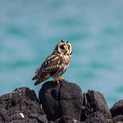 Owl perched on dark rocks