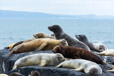 Seals resting on rocky shore
