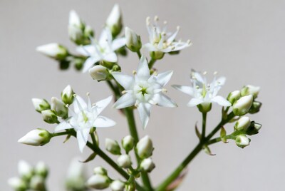 White flowers on stem