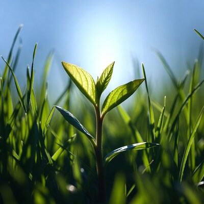 Young plant growing in sunlight