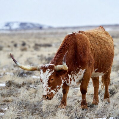 Longhorn steer in snowy field