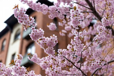 Cherry blossoms on tree branch