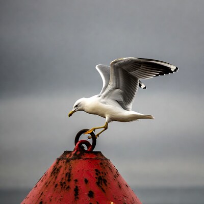 Seagull landing on red buoy