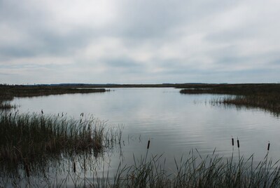 Calm wetland lake under cloudy sky