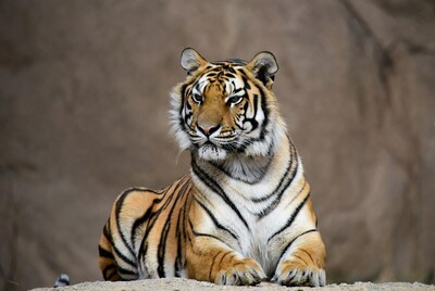 Tiger resting on rock