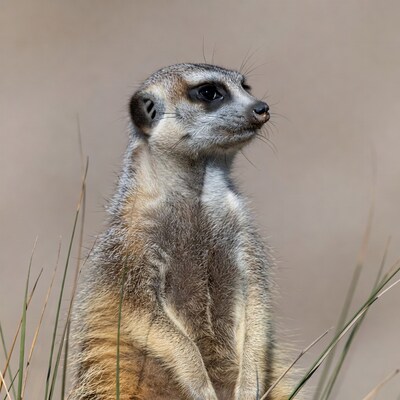 Meerkat standing in grass