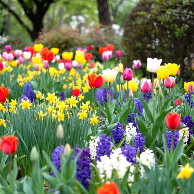 Colorful Tulips and Hyacinths Garden