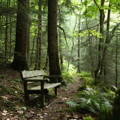 Wooden Bench in Forest