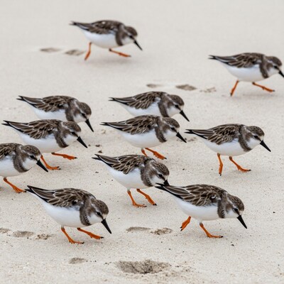 Flock of Shorebirds on Beach