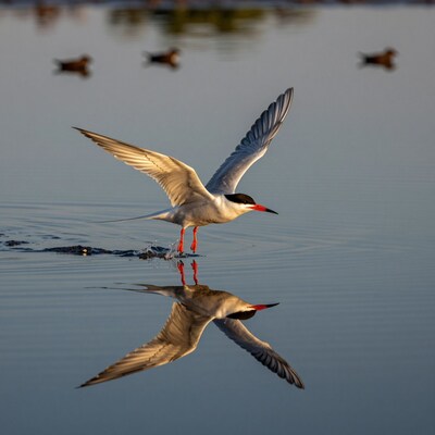 Tern Bird Flying Over Water