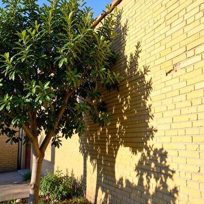 Yellow Brick Wall Tree Shadow