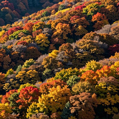 Vibrant Autumn Forest Canopy