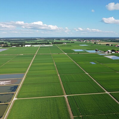 Aerial view of green rice paddies