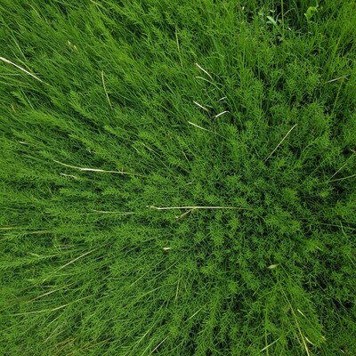 Lush Green Grass Field