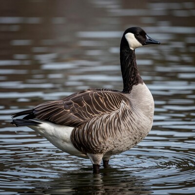 Canada Goose Standing in Water