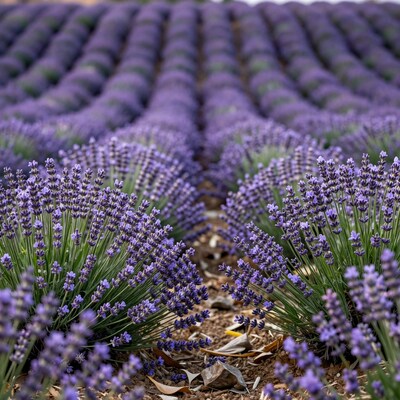 Lavender Field Rows