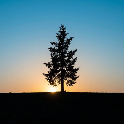 Silhouette Pine Tree at Sunset