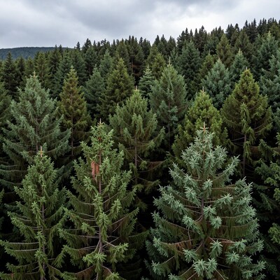 Dense Coniferous Forest