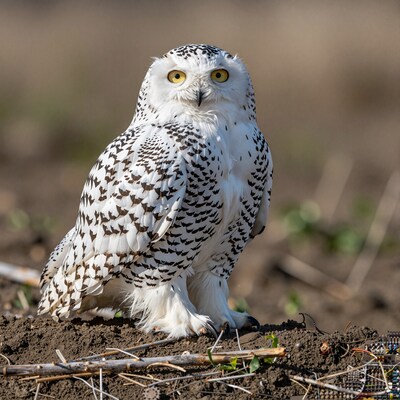 Snowy Owl Perched on Ground