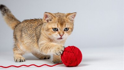 Kitten playing with red yarn ball