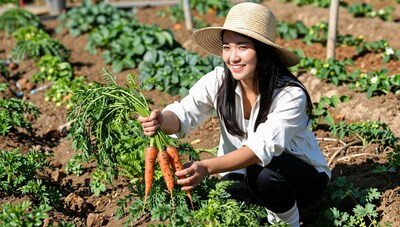 Woman harvesting carrots in garden