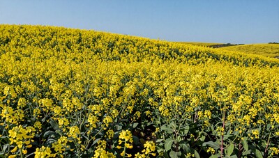 Yellow Rapeseed Field