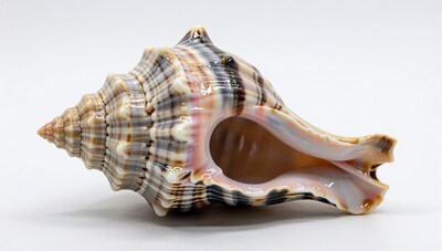 Striped Conch Seashell