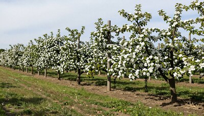 Apple Orchard in Bloom