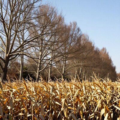 Dry Corn Stalks and Bare Trees