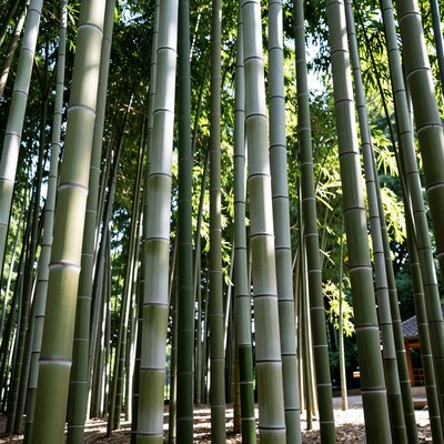 Tall Green Bamboo Forest
