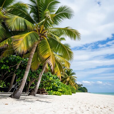 Tropical Palm Trees on White Sand Beach