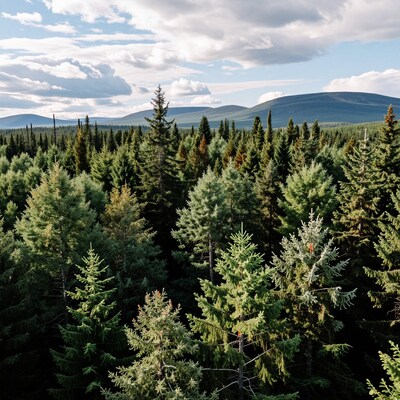Dense Coniferous Forest Landscape