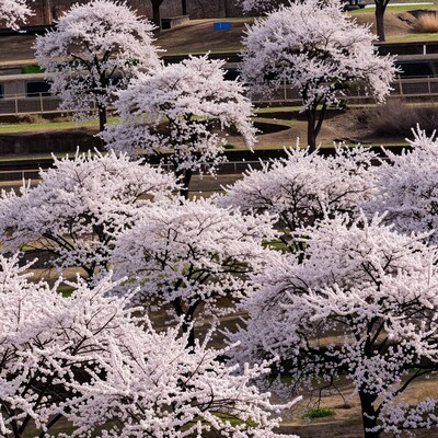 White Cherry Blossom Trees