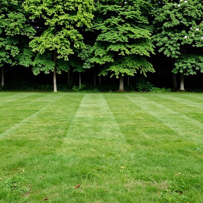 Striped Green Lawn with Trees
