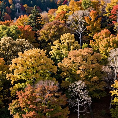 Autumn Forest Canopy