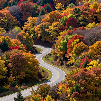 Winding Road in Autumn Forest