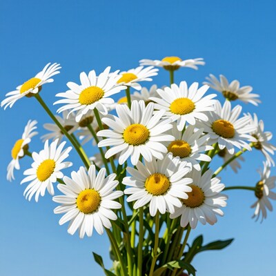 Daisy Flower Bouquet