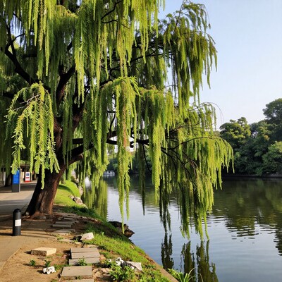 Weeping Willow Tree by Lake