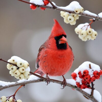 Northern Cardinal in Snow