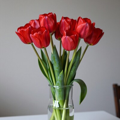 Red Tulips in Glass Vase