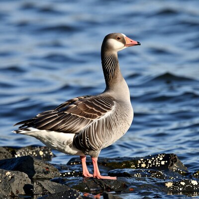Greylag Goose Standing on Rocks