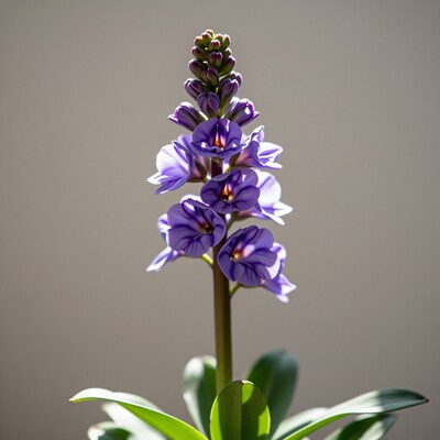 Purple Veronica Flower