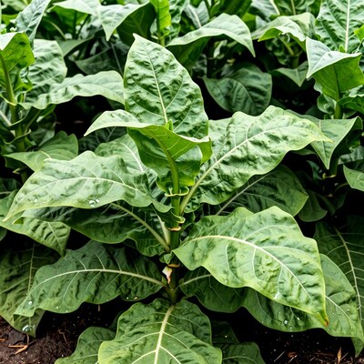 Tobacco Plant Leaves