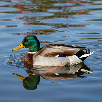 Male Mallard Duck Swimming