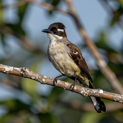 White-browed Bulbul Bird