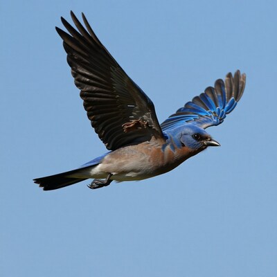 Bluebird in Flight