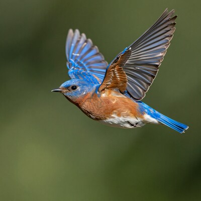 Eastern Bluebird Flying