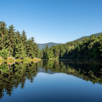 Lake Reflection Forest