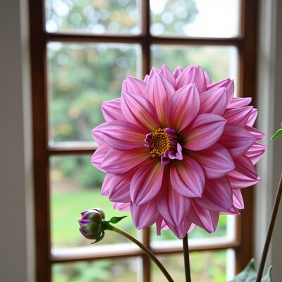 Pink Dahlia Flower