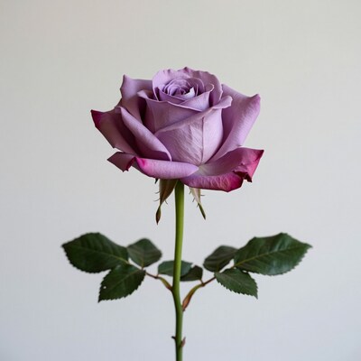 Purple Rose Flower